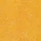 322535 dandelion