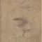 Silk Oak Oat