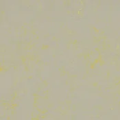 Wykładzina linoleum Forbo Marmoleum Solid Concrete 3733