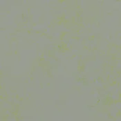 Wykładzina linoleum Forbo Marmoleum Solid Concrete 3736
