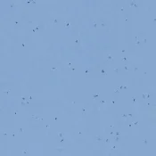 Wykładzina elastyczna PCW Forbo Sphera Energetic 2026 50268 blue sky