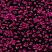 Wykładzina flokowana Forbo Flotex Sottsass 990101 Bacteria