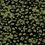Wykładzina flokowana Forbo Flotex Sottsass 990103 Bacteria