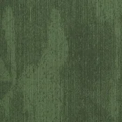 Latitude cypress