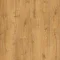 AVMPU40088 Dąb jesienny miodowy