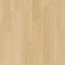 AVMPU40097 Dąb rumiany