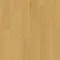 AVMPU40098 Dąb miodowy