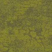 2525010 Freshwater Lomandra