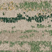 2526003 Rainforest