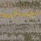 2526005 Spinifex
