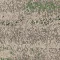 2527003 Rainforest