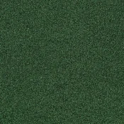 4175079 Forest