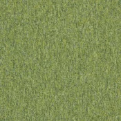 4197015 Kiwi