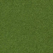 4265016 Cactus