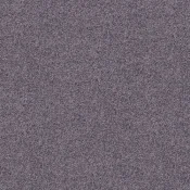 4265020 Tulip