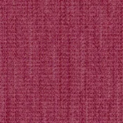 4306005 Rose