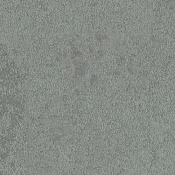 7150001 Lichen