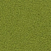 7621006 Kiwi
